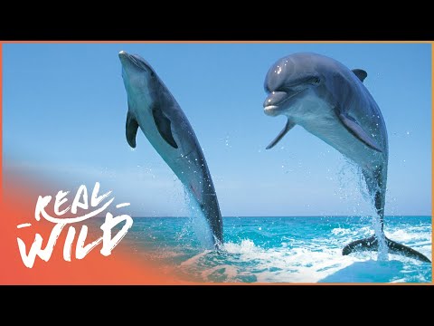 Are Dolphins As Smart As We Think They Are? | Beauty Before Brains | Real Wild