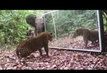 Gabon’ Jungle: An Elephants Family Refuses To Share A Big Mirror With A Leopard (Short Version)