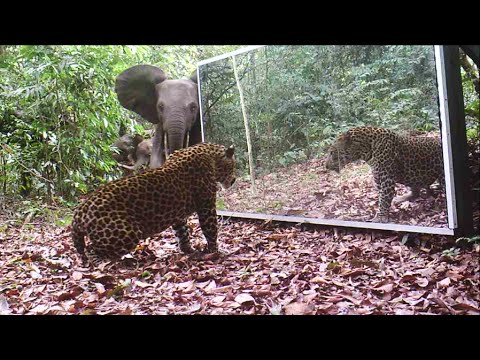 Gabon’ Jungle: An Elephants Family Refuses To Share A Big Mirror With A Leopard (Short Version)