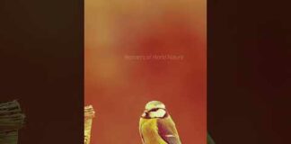 The Most Amazing 😍😍 Birds.. #shorts #bird #findsomeone