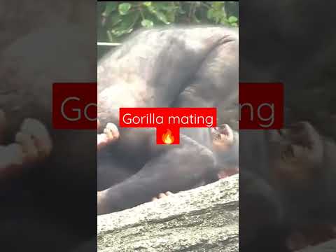 gorilla mating 🔥#youtubeshorts #shortsfeed #shorts