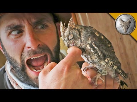 SLEEPY OWL BITES ME?!