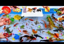 Collection of Cute Animals, Shark, Crocodile, Goldfish, Dolphin, Octopus, Turtle, Crab, Snake,Shrimp