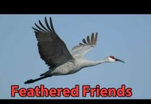 Feathered Friends – Stork, Crane, Flamingo, and more!