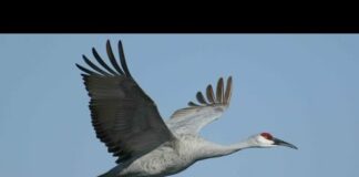 Feathered Friends – Stork, Crane, Flamingo, and more!