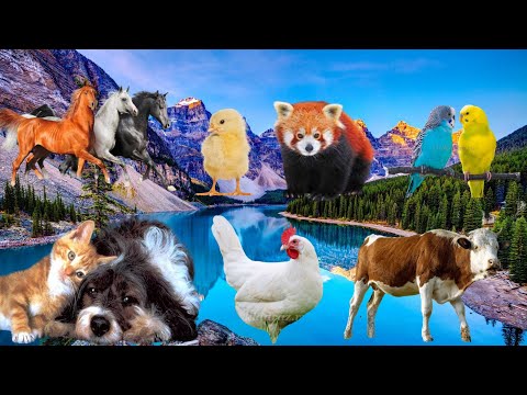Cute animals, Pets – Birds – Animal sounds – Cat, Dog, Cow, Horse, Monkey, Elephant..