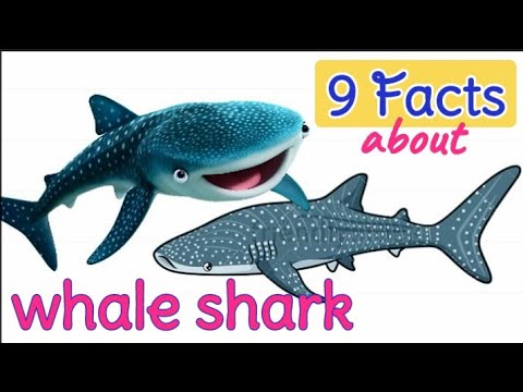 9 Facts About Whale Sharks [The Biggest Fish]