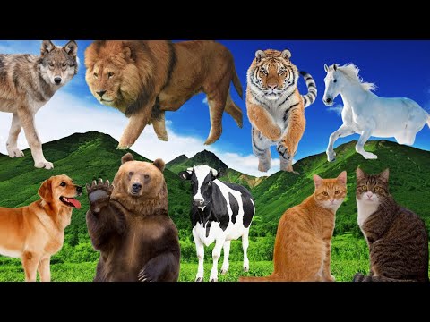 Pets and Wild animal sounds – Cat, Dog, Cow, Pig, Horse, Wolf, Giraffe, Lion, Bear, Tiger, Raccoon