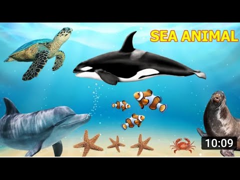 Sea animals for kids,toddlers and childrens
