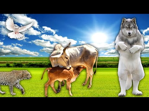 Funny Animal Sounds in 30 Minutes: Deer, Skunk, Raccoon, Tiger Elephant Duck, Fox – Animal videos