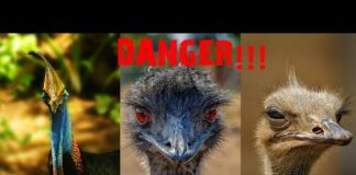 The World’s Most Dangerous Bird