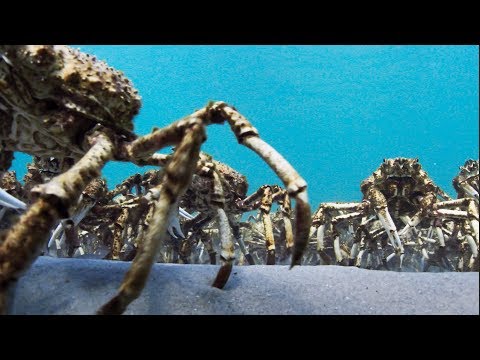 Army Of Spider Crabs Shed Their Shells | Blue Planet II