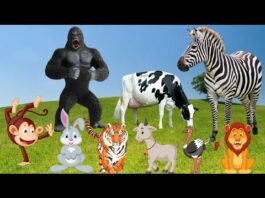 ANIMAL SOUNDS & VIDEOS – ZEBRA, COW, GORILLA, MONKEY, DOG, ELEPHANT, LION