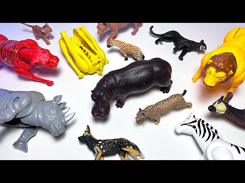 Transforming Animals, African Animals, Wild Animals, Lion, Rhino, Elephant, Cheetah, Hippo, Zebra