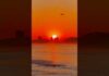A beautiful sunset 🌅 #sunset #sea #ocean #wildlife #nature #viral #shortsvideo #shorts #trending