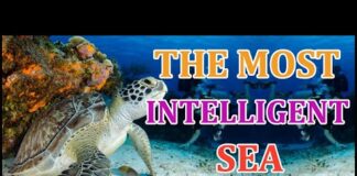 The Most Intelligent Sea Animals | Animal Globe
