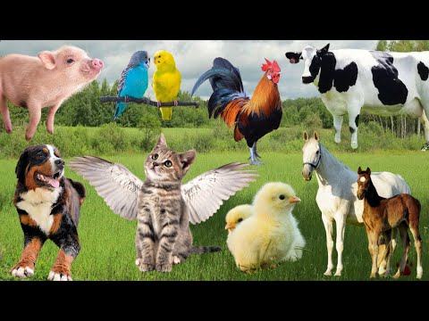 Cute animal sounds for Kids, Farm animals for Children – Cats, Dogs, Chicken, Duck, Bear, Goat, Pig