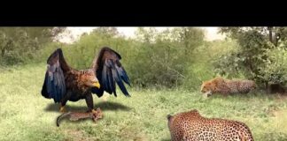 Eagle attacked The Leopard cubs in retaliation for the Leopard’s act of hunting the Hornbill’s Nest