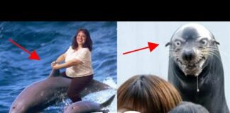 Dolphins and Seals are REALLY frickin’ WEIRD – Funny Seals 2021 – Cute Dolphins 2021 #dolphin #seal