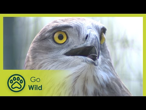 Two Eagles – Wild Italy: Top Predators 3/6 – Go Wild