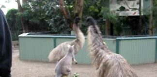 Kangaroo vs Emu: FIGHT!