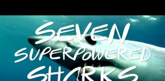 Seven Superpowered Sharks | BBC Earth