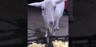 AMAZING Goat eating alive baby chicken