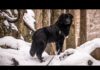 BEAR Walks 31 | Crunchy Snow  | Virtual Dog Walks POV |  January 23, 2021