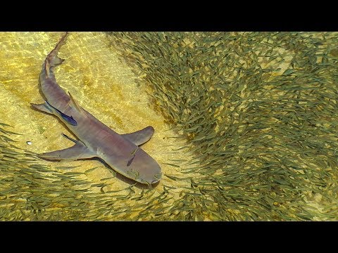 Lemon Sharks Hunting in Shallow Water | BBC Earth