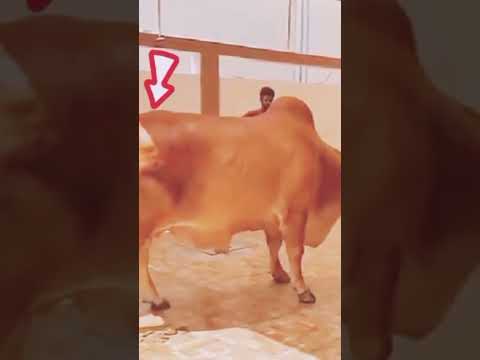 Funny Animals | Bid Eid videos | Eid animal videos