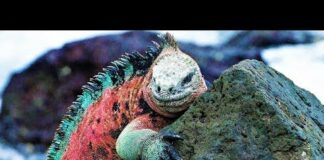 STRANGEST Creatures of the Galapagos Islands !