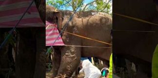 අග්බෝට බෙහෙත් කරන දෙවිවරු🥹🐘 #shortvideo #wild #views  #elephant #viral #2023 #asmr #agbo #wildlife