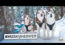 Husky Squad Snowy River Trek