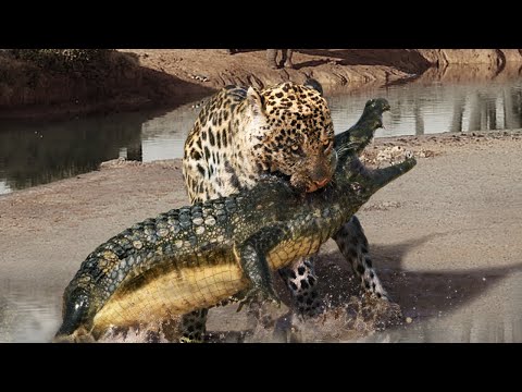 10 Most Fearless Animals In The World