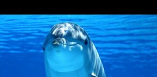 Amazing Facts About Dolphins | Love Nature