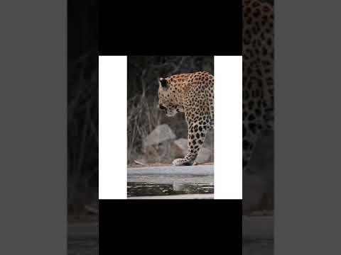 Leopard 🐆 wild animal Cheeta #youtubeshorts #youtube #ytshorts #wildlife #leopard #song #songs #wild