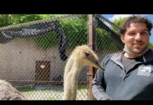 Home Safari – Ostrich – Cincinnati Zoo