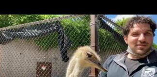 Home Safari – Ostrich – Cincinnati Zoo