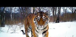 Siberian Tiger Kill | Operation Snow Tiger | BBC Earth