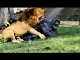 Lion vs Gorilla Fight – Wild Animals Attack