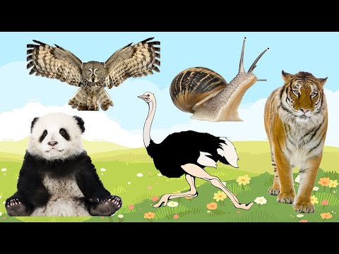 Sounds of wild animals, familiar animals: Horse, Squirrel, Koala, Cheetah… | FUNNY ANIMAL MOMENTS