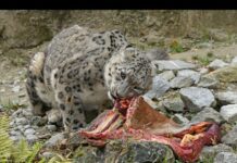Snow Leopard Vs Snow Tibet Yak | The Great hunter Of Mountain |Divine Nature | dev by nature beauty