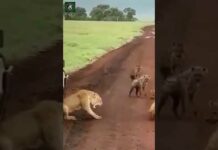#shorts #lions #lion #buffalo #zoo #annimals #hyena hyena drink water