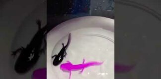 How Axolotls Change its Colours