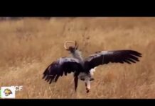 Struggle To Survive-Bird wild animals attack-Snake vs Eagle