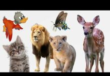 Cute Animals Moments: Cat, Duck, Lion, Butterfly, Deer, Raccoon, Dog, Elephant…