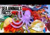 Sea Animals – Beluga, Lobster, Hermit Crab, Jellyfish, Octopus, Turtle, Leopard Seal, Manatee 13+