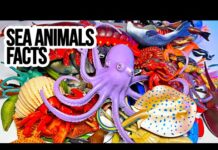 Sea Animals – Beluga, Lobster, Hermit Crab, Jellyfish, Octopus, Turtle, Leopard Seal, Manatee 13+