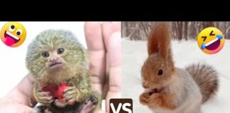 World small animals | Cutest animals ever videos |animals 4K|cute and funny animal videos | CFV Pets