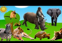 Cute  Mammals and their Sounds : elephant, lion, giraffe, dog, rabbit, mouse, panda, monkey